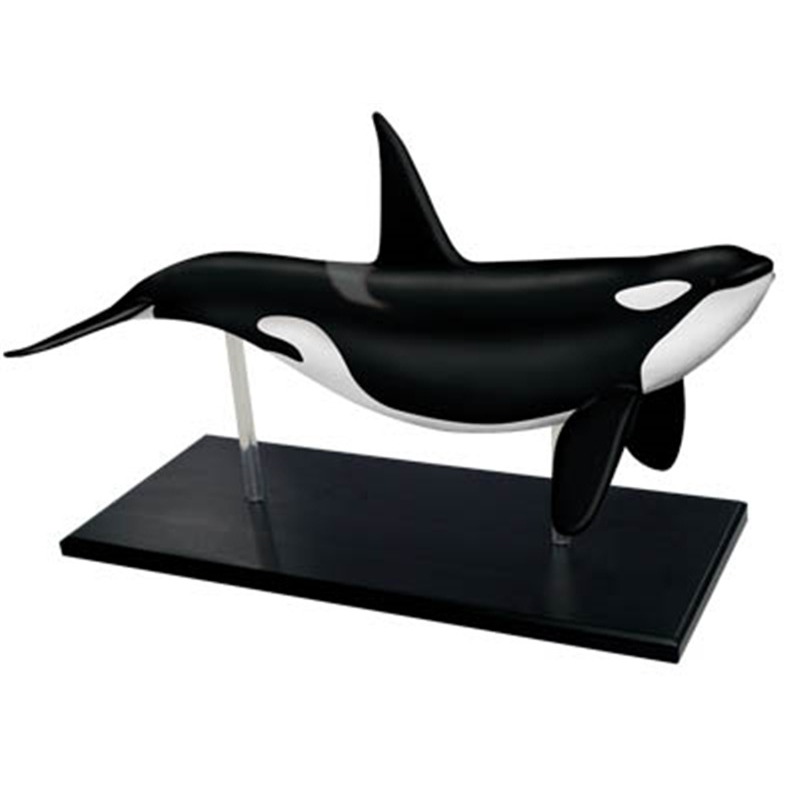4D Vision Orca Wal Skelett Ana – Medical Lab Scientist Bewertung und Preis